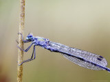 Emerald Damselfly  Close-up of Dew-Covered Male Resting on Reed  Scotland