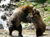Grizzly Bears  Male and Female Playing  Quebec  Canada