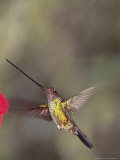 Sword-Billed Hummingbird in Montane Forest Along Eastern Andean Slope  Ecuador