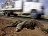 Giant Anteater  Road Kill Victim  Brazil