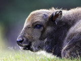 European Bison  Close-up of Young Calf Laid Down Resting (Captive)  Scotland