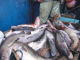 Cod Fishing  Newfoundland  Canada