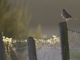 Song Thrush  Perched on Fence Post in Late Evening Light  Scotland