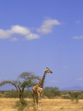 Reticulated Giraffe  Kenya