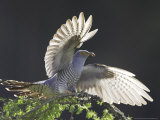 Cuckoo  Adult Male Alighting on Larch Branch with Light Shining Through Wings  Scotland