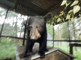 Black Bear  Cub  Amos  Canada