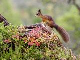 Red Squirrel  Adult on Fallen Log  Norway
