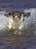 English Springer Spaniel  UK