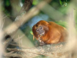 Golden Lion Tamarin  Feeding  Atlantic Rainforest  Brazil
