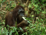 Orangutan  Eating  Borneo