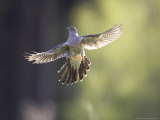 Cuckoo  Adult Male in Flight in Evening Light  Scotland
