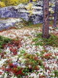 Forest Floor Carpeted with Bilberry and Lichens in Autumn  Norway