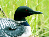Common Loon on Nest  Quebec  Canada