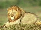 Lion  Panthera Leo  Masai Mara Game Reserve  Kenya