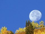 Full Moon  Setting Behind Aspen Trees Gunnison National Forest  Colorado