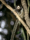 Black Tufted-Eared Marmoset  Poco Das Antas Reserve  Brazil