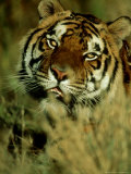 Bengal Tiger  California  USA