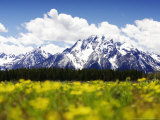 Snow-Capped Mount Moran & Teton Range with Yellow Flowers  Wyoming  USA