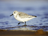 Sanderling  Adult in Winter Plumage Running Along Tide Line on Beach  UK