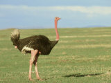 Ostrich  Struthio Camelus Masai Mara Game Reserve Kenya