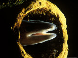 Conger Eel  Head Looking out from Pipe  County Kerry  Ireland