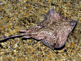 Thornback Ray  North Wales  UK