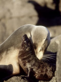 Galapagos Sea Lion  Punta Suarez  Galapagos