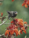 Medium Billed Ground Finch  Feeding on Erythrina Flowers  Galapagos