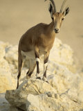 Nubian Ibex  Bahrain