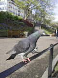Feral Pigeon Perched on Railing in City Park  Scotland  UK
