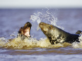 Grey Seal  Female Fending off Male During Breeding Season  UK