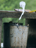 Great Egret  Feeding in a Garbage Can  Usa