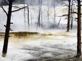 Dead Trees & Travertine Terraces  Yellowstone National Park  USA
