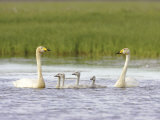 Whooper Swan  Adult Pair with Five Cygnets on Inland Lake  Iceland