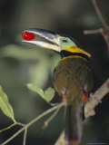 Golden Collared Toucanet  Carrying Fruit  Tambopata  Peruvian Amazon