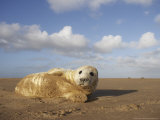 Grey Seal  Young Pup (3-5 Days Old) Lying on Sand Bar  UK