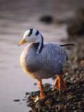 Bar-Headed Goose  Wild  Alsace  France
