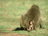 Baby Olive Baboon  Papio Anubis with Female Masai Mara Game Res Kenya
