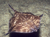Thornback Ray  Cumbria  UK