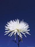 Chrysanthemum and Blue Sky