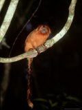 Golden Lion Tamarin  Poco Das Antas Reserve  Brazil