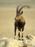 Nubian Ibex  Bahrain