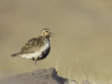 Golden Plover  Adult in Summer Plumage Calling  Iceland