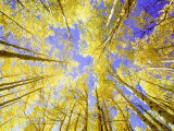 Skyward View  up Through Quaking Aspen Trees in Autumn Gu Nnison National Forest  Colorado