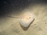 Thornback Ray  Young  North Wales