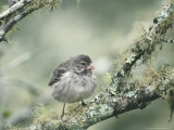 Small Billed Ground Finch  Santa Cruz Island  Galapagos