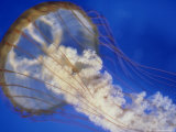 Sea Nettle  Monteray Aquarium  USA