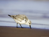 Sanderling  Adult in Winter Plumage Feeding Along Tide Line on Beach  UK