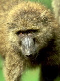 Olive Baboon  Papio Anubis Lake Nakuru NP Kenya