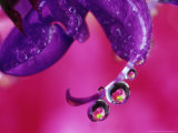 Chrysanthemum  Reflected in Waterdrops